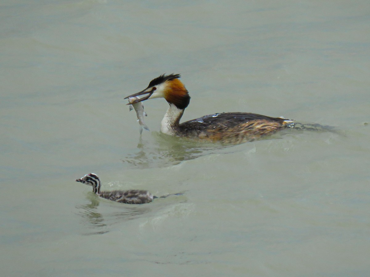Great Crested Grebe - ML637684938