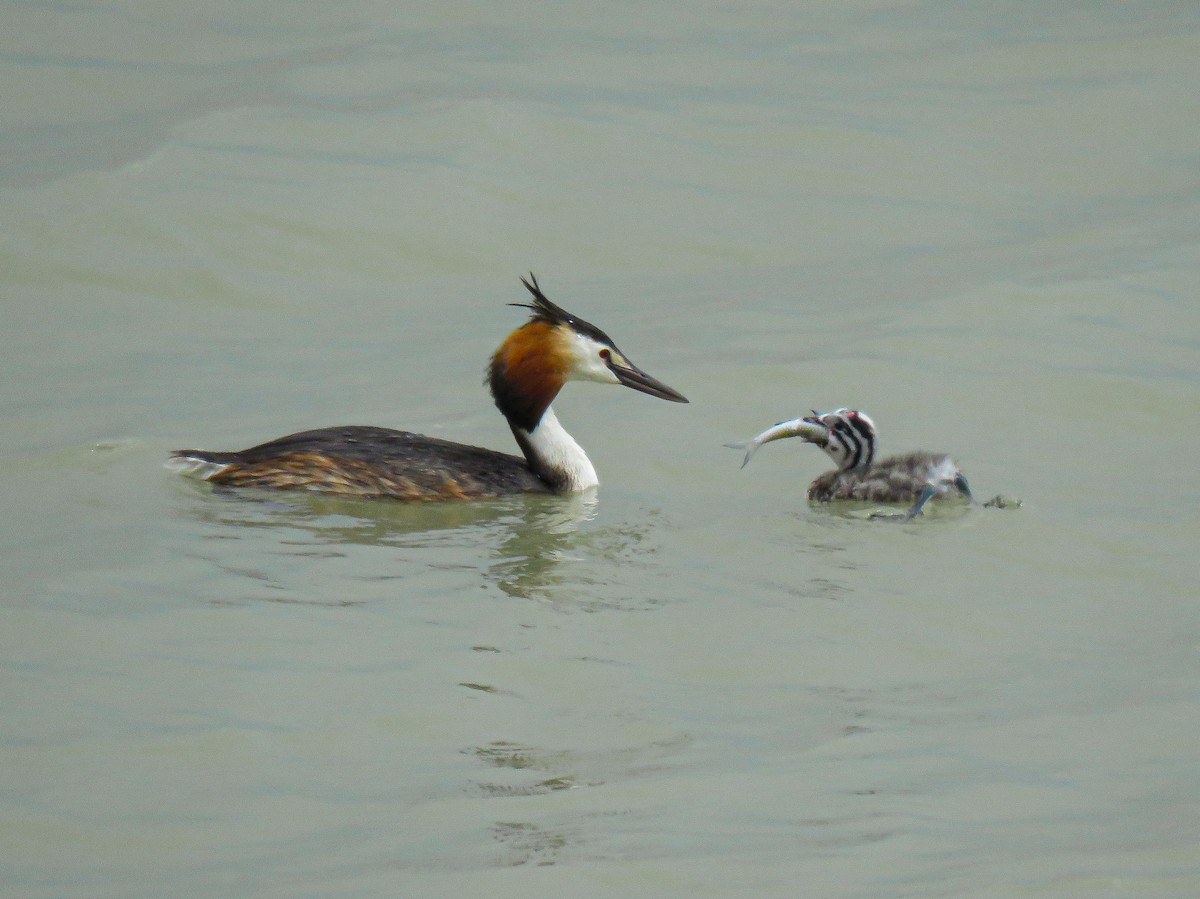 Great Crested Grebe - ML637684939