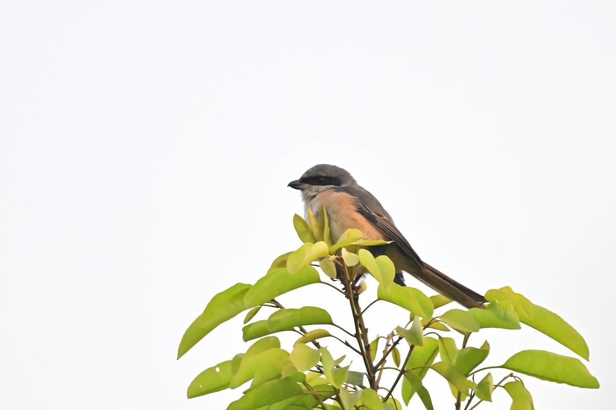Gray-backed Shrike - ML637685004
