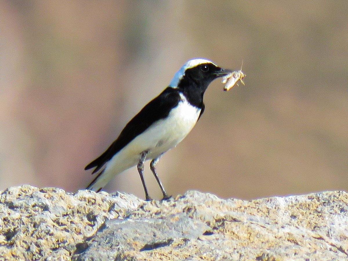 Finsch's Wheatear - ML637685009