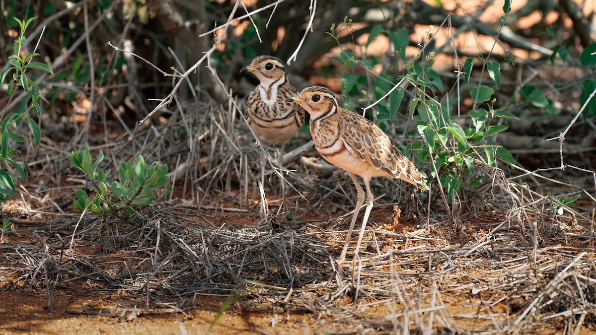 Three-banded Courser - ML637685020