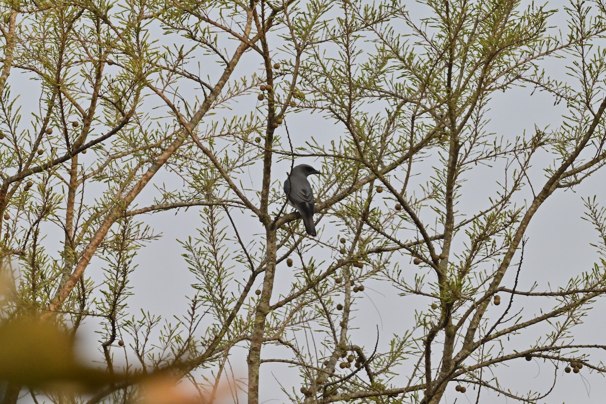 Oriental Cuckooshrike - ML637685042