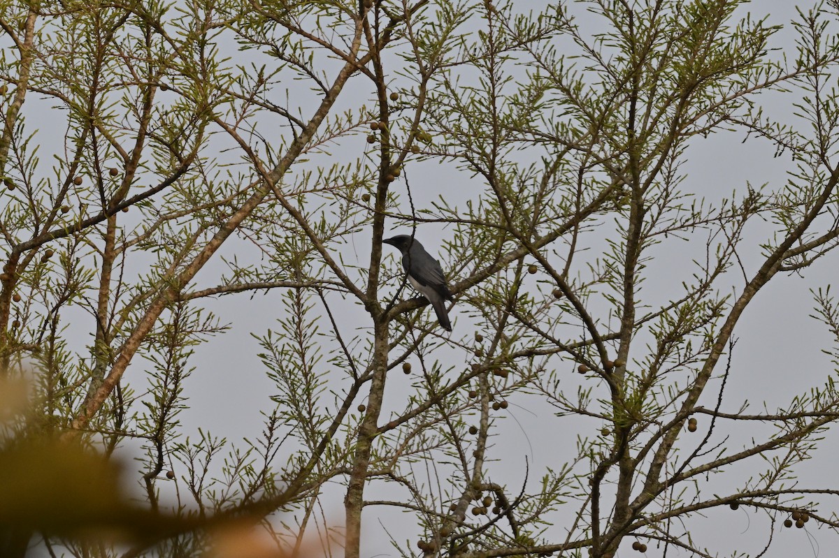 Oriental Cuckooshrike - ML637685043