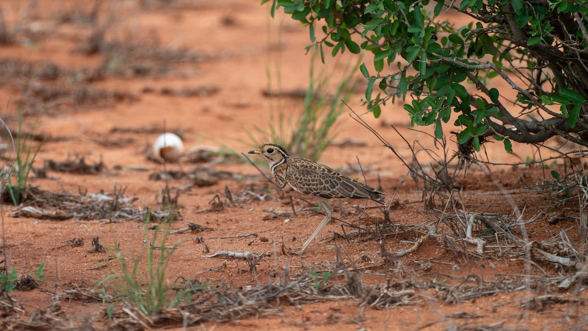 Three-banded Courser - ML637685081