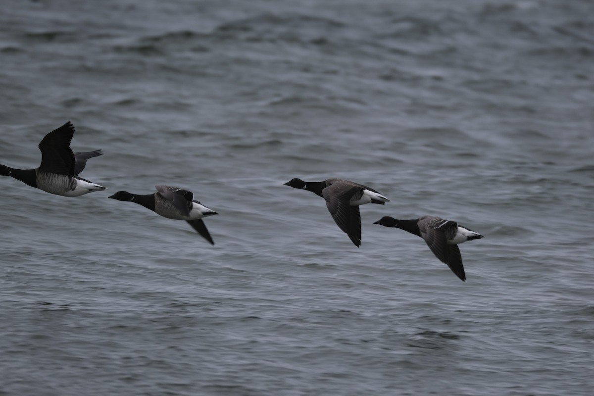 Brant (Atlantic) - ML637685084