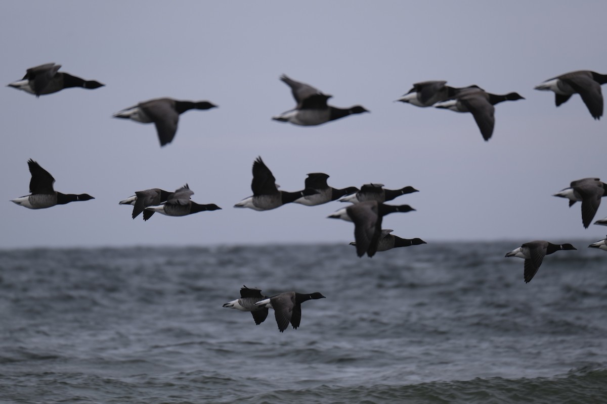 Brant (Atlantic) - ML637685085