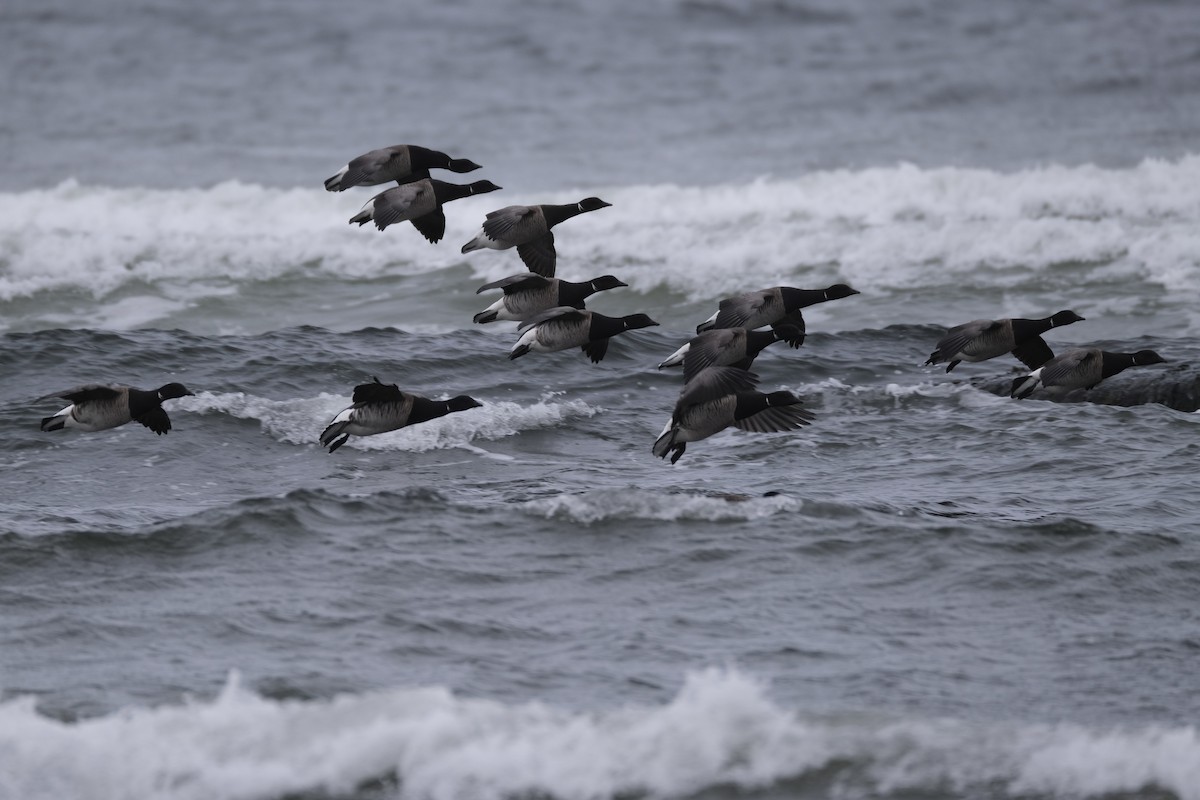 Brant (Atlantic) - ML637685086