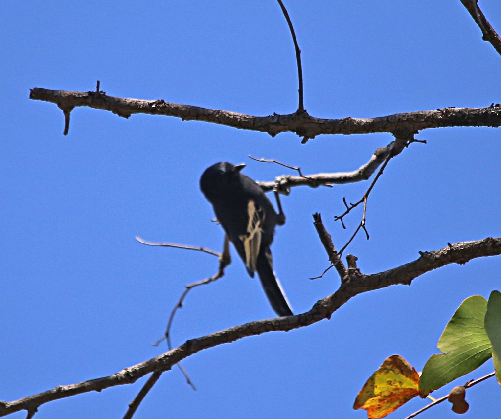 Southern Black-Tit - ML637685088