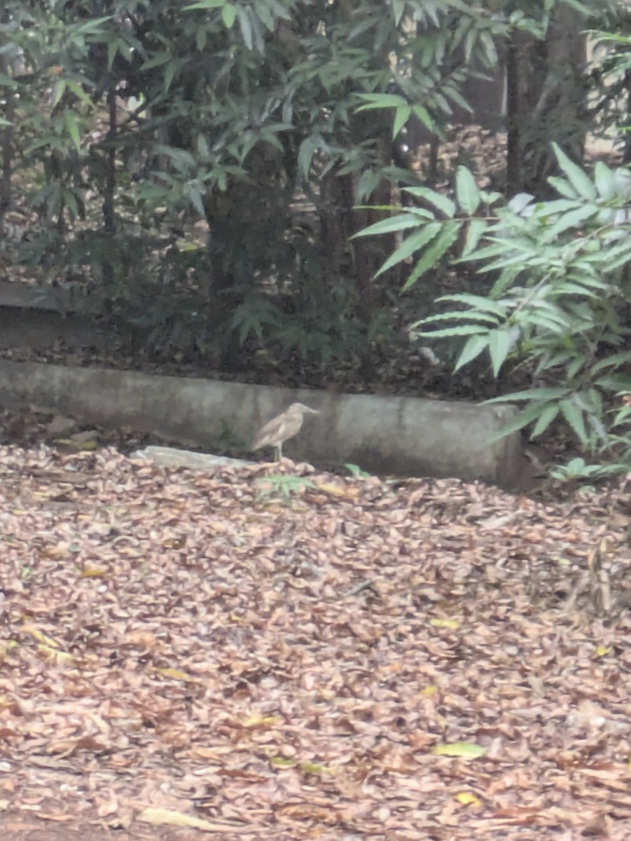 Indian Pond-Heron - ML637685139