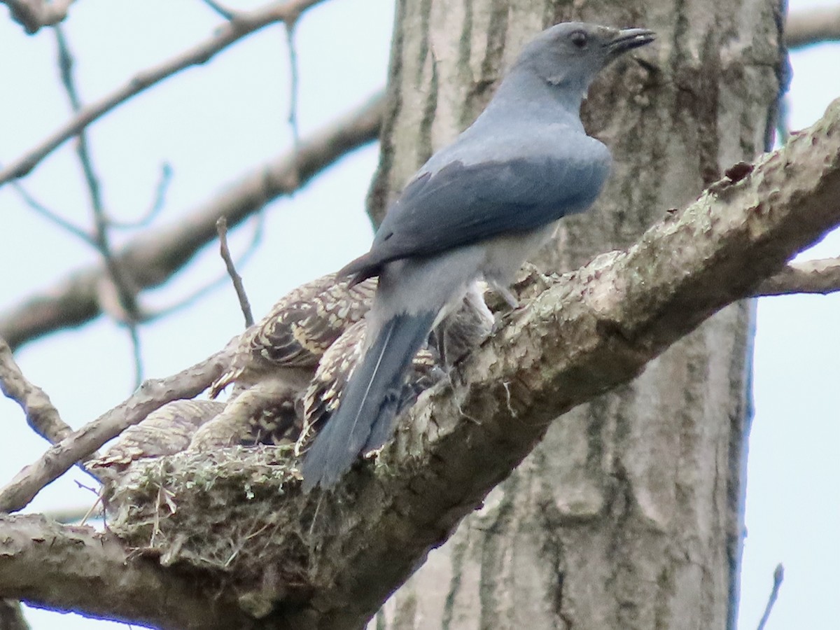 Black-winged Cuckooshrike - ML637685204