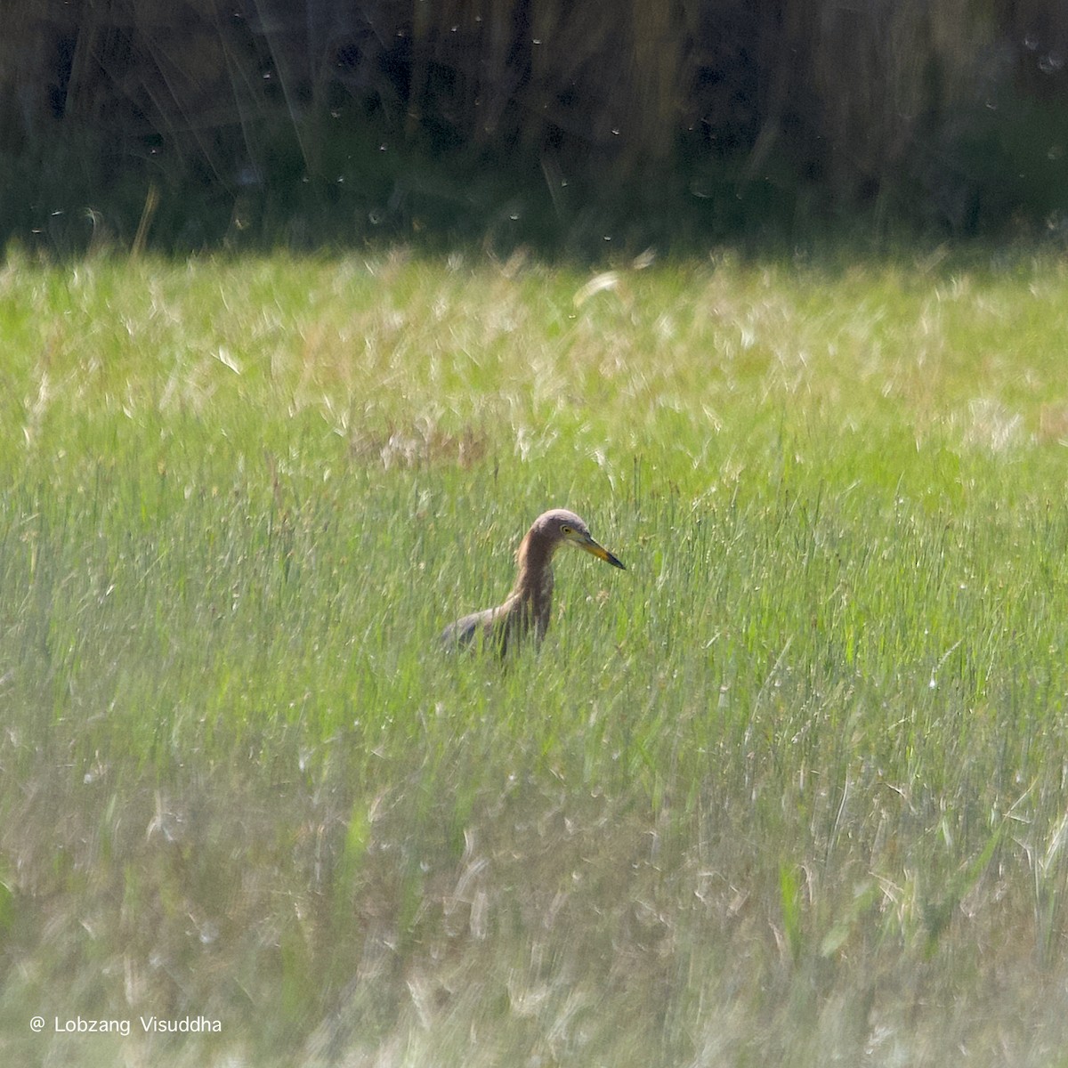 Чапля китайська - ML637685219