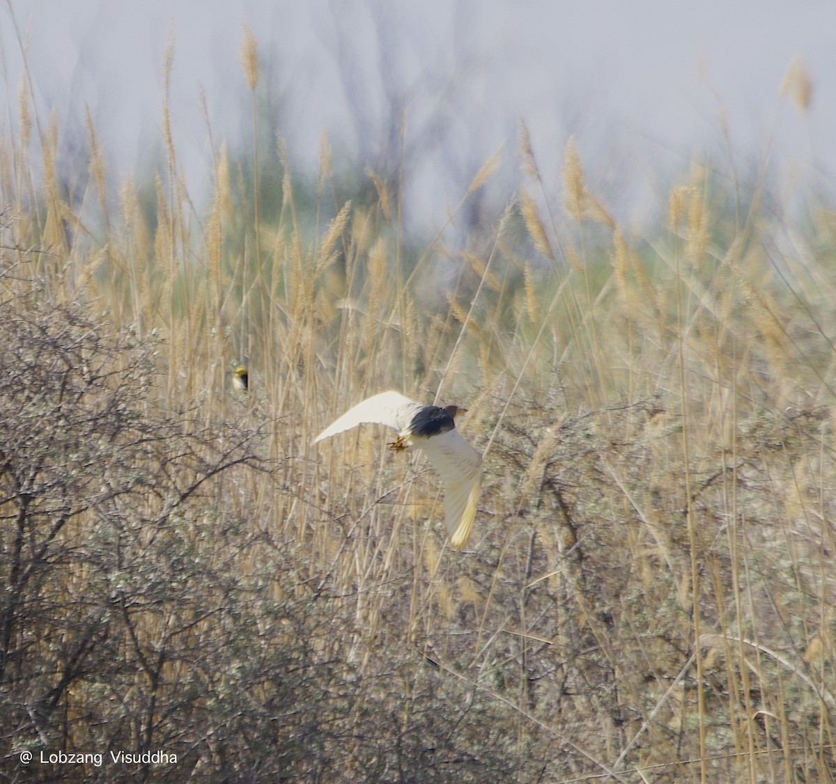 Чапля китайська - ML637685224