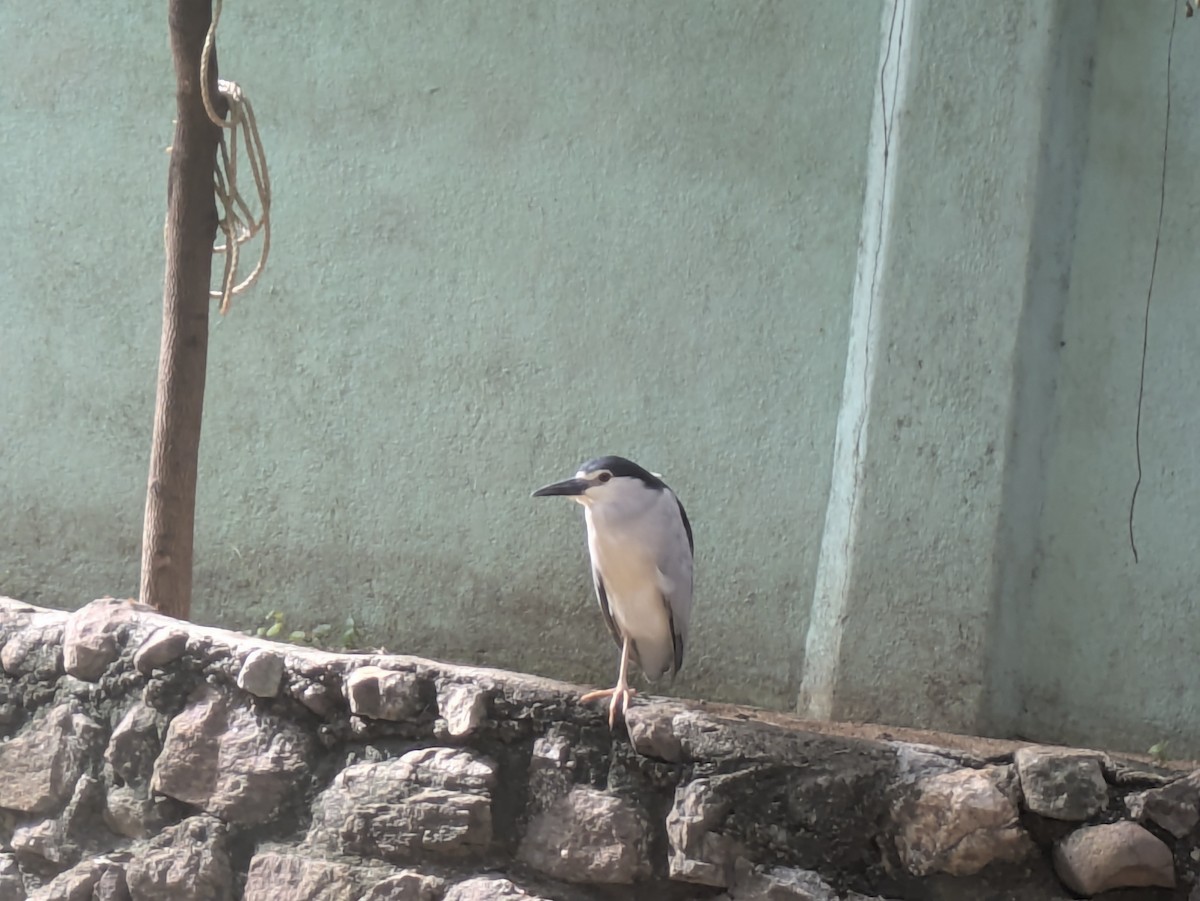 Amiltxori arrunta - ML637685249