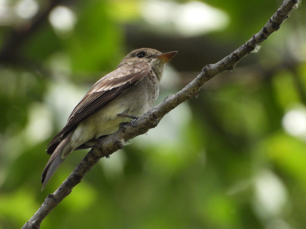 Western Wood-Pewee - ML637685257