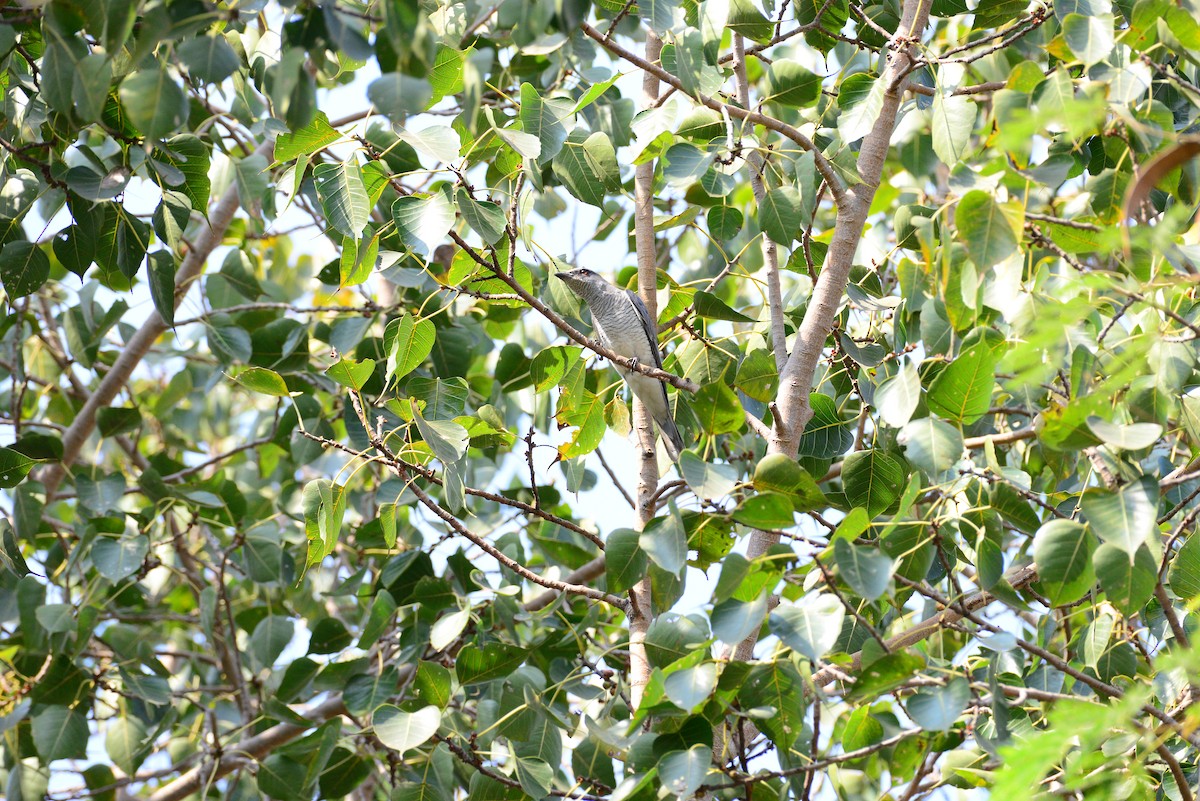 Indian Cuckooshrike - ML637685264