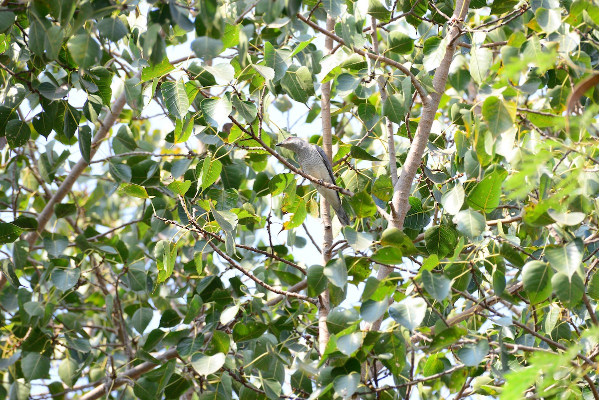 Indian Cuckooshrike - ML637685265