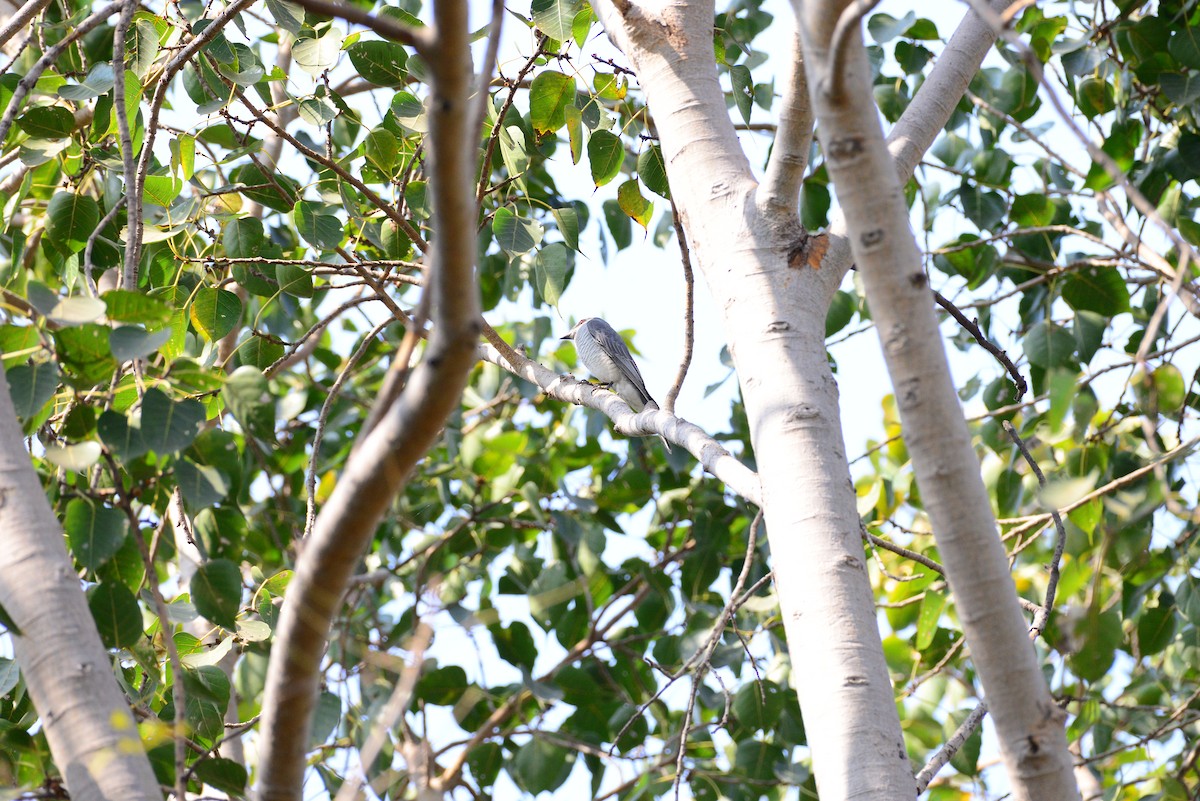 Indian Cuckooshrike - ML637685266