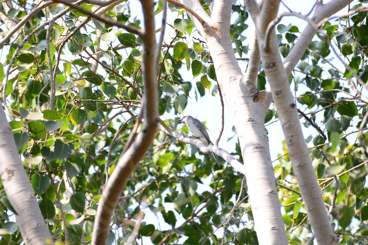 Indian Cuckooshrike - ML637685267