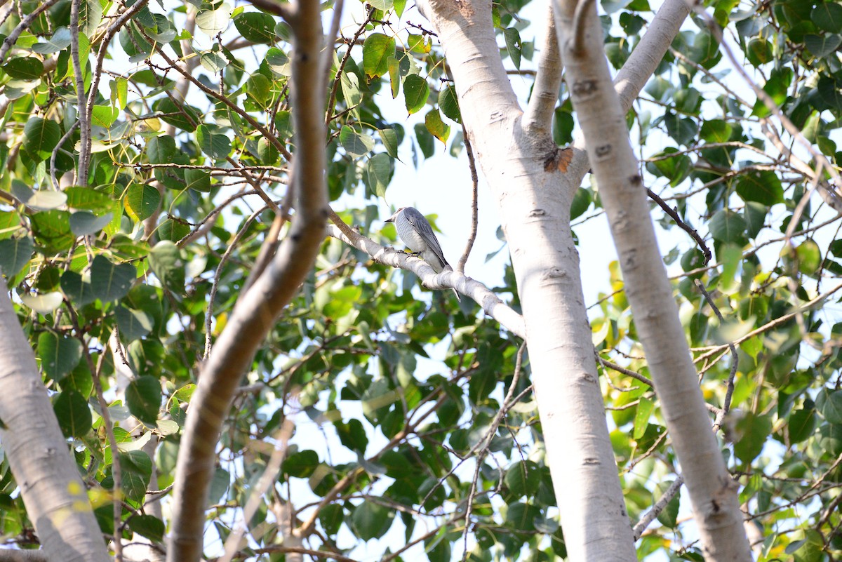 Indian Cuckooshrike - ML637685268