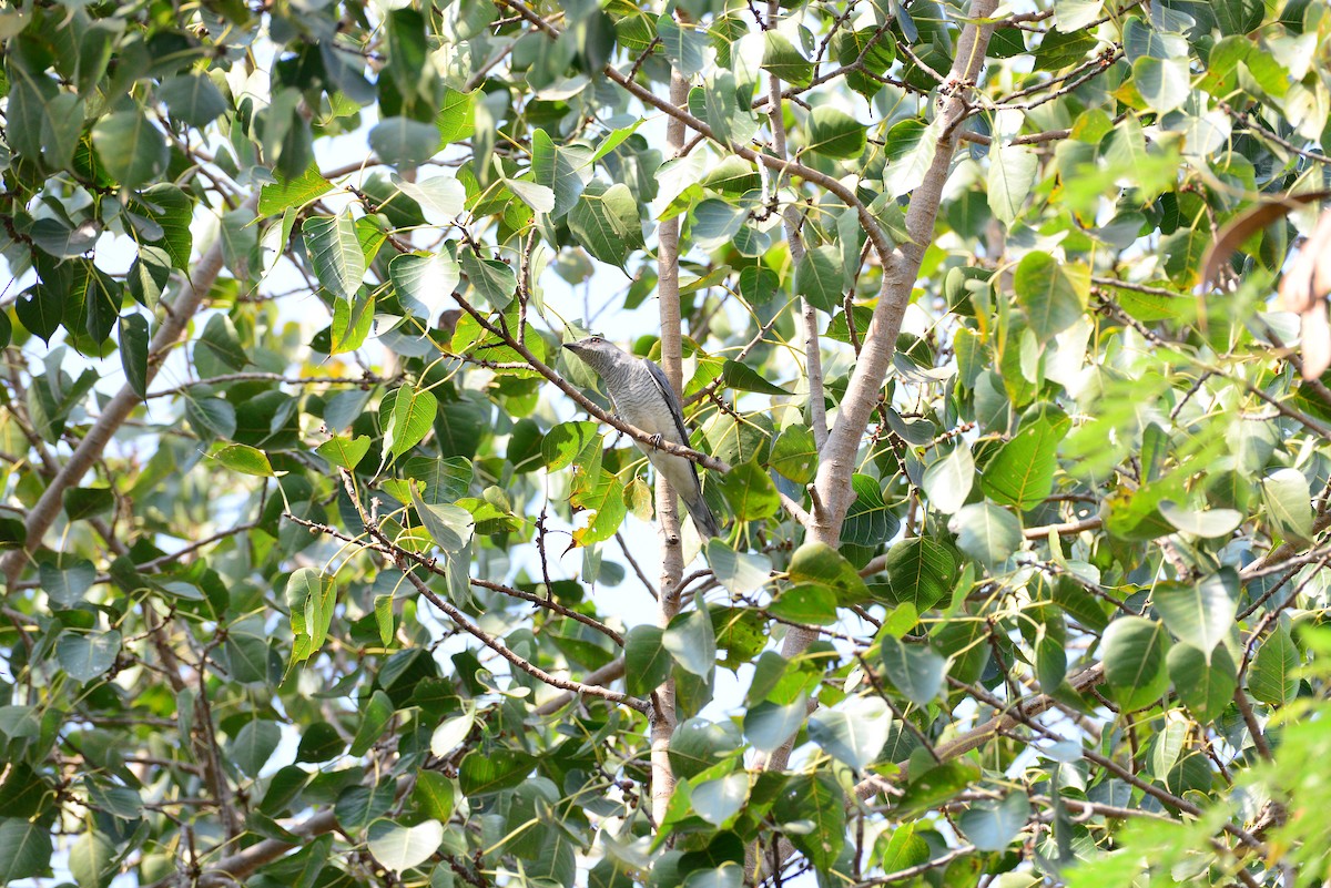 Indian Cuckooshrike - ML637685269