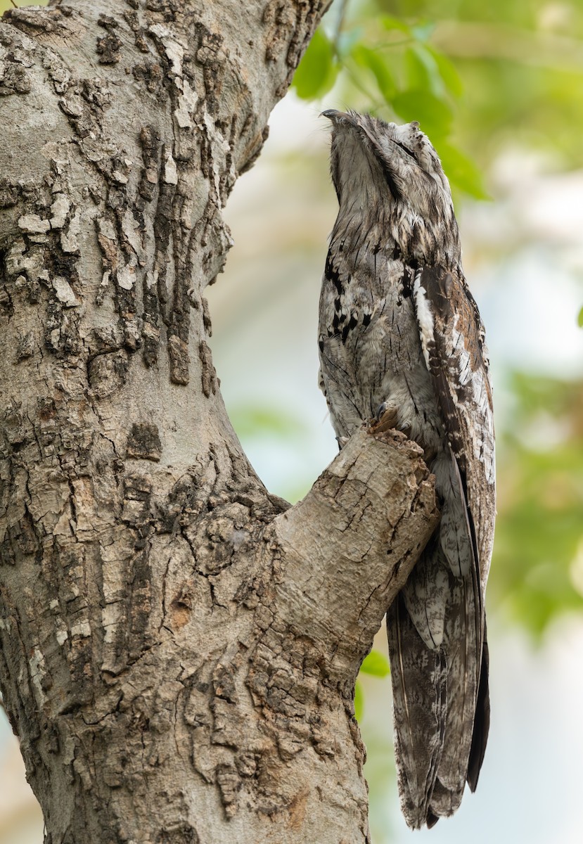 Northern Potoo - ML637685271