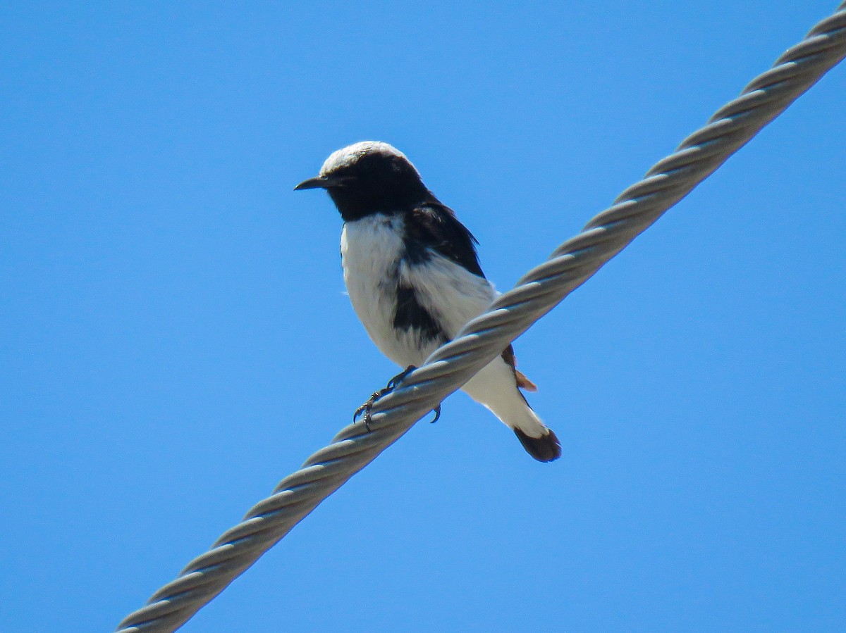 Finsch's Wheatear - ML637685285