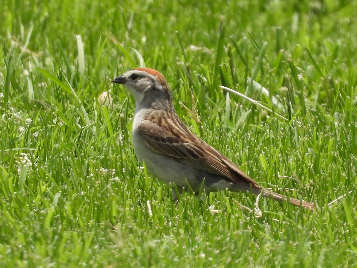 Chipping Sparrow - ML637685306