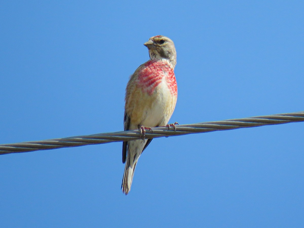 Eurasian Linnet - ML637685320