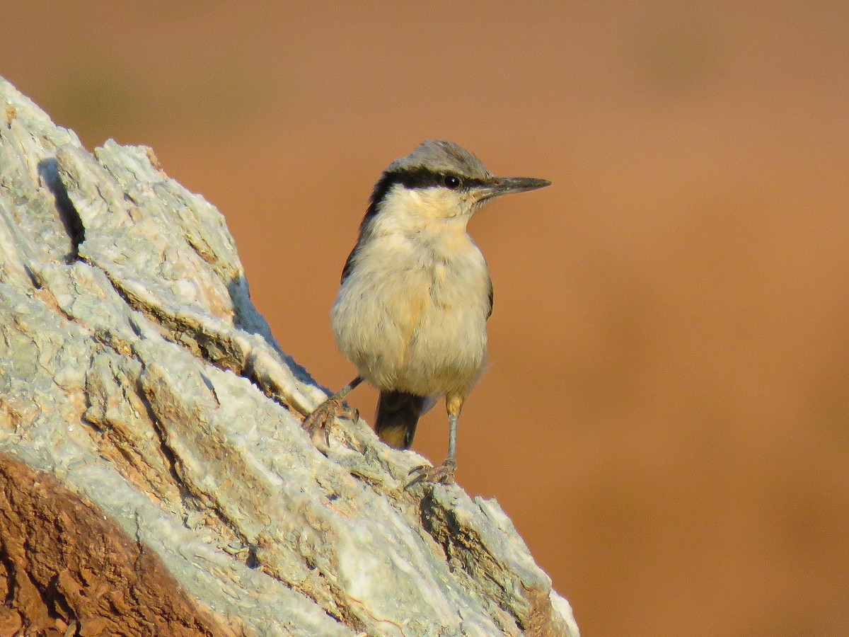 Eastern Rock Nuthatch - ML637685336