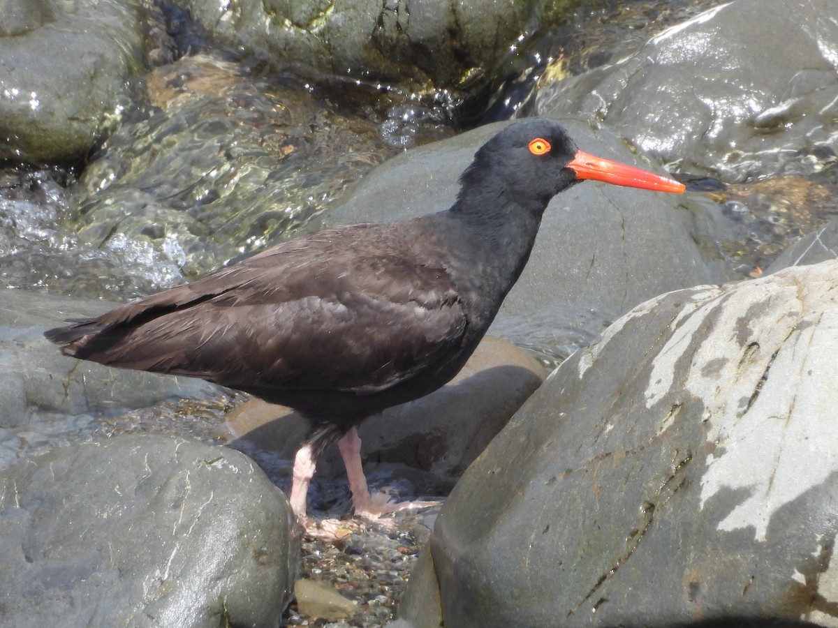 Black Oystercatcher - ML637685339