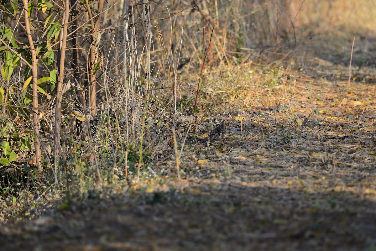 Rain Quail - ML637685347