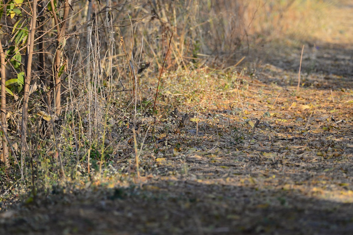 Rain Quail - ML637685348