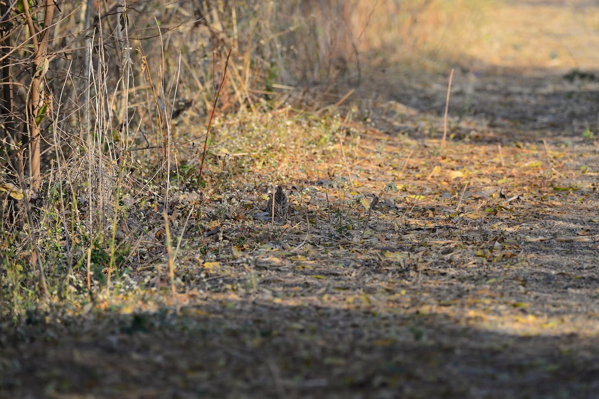 Rain Quail - ML637685349