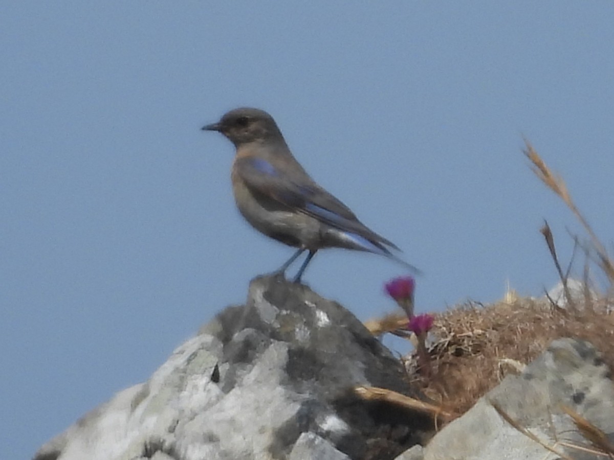 Western Bluebird - ML637685358