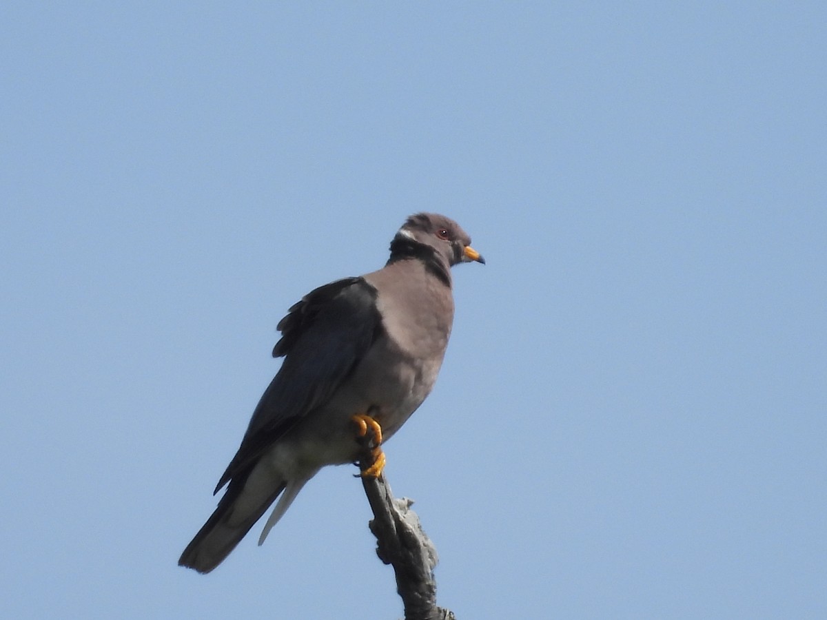 Band-tailed Pigeon - ML637685382