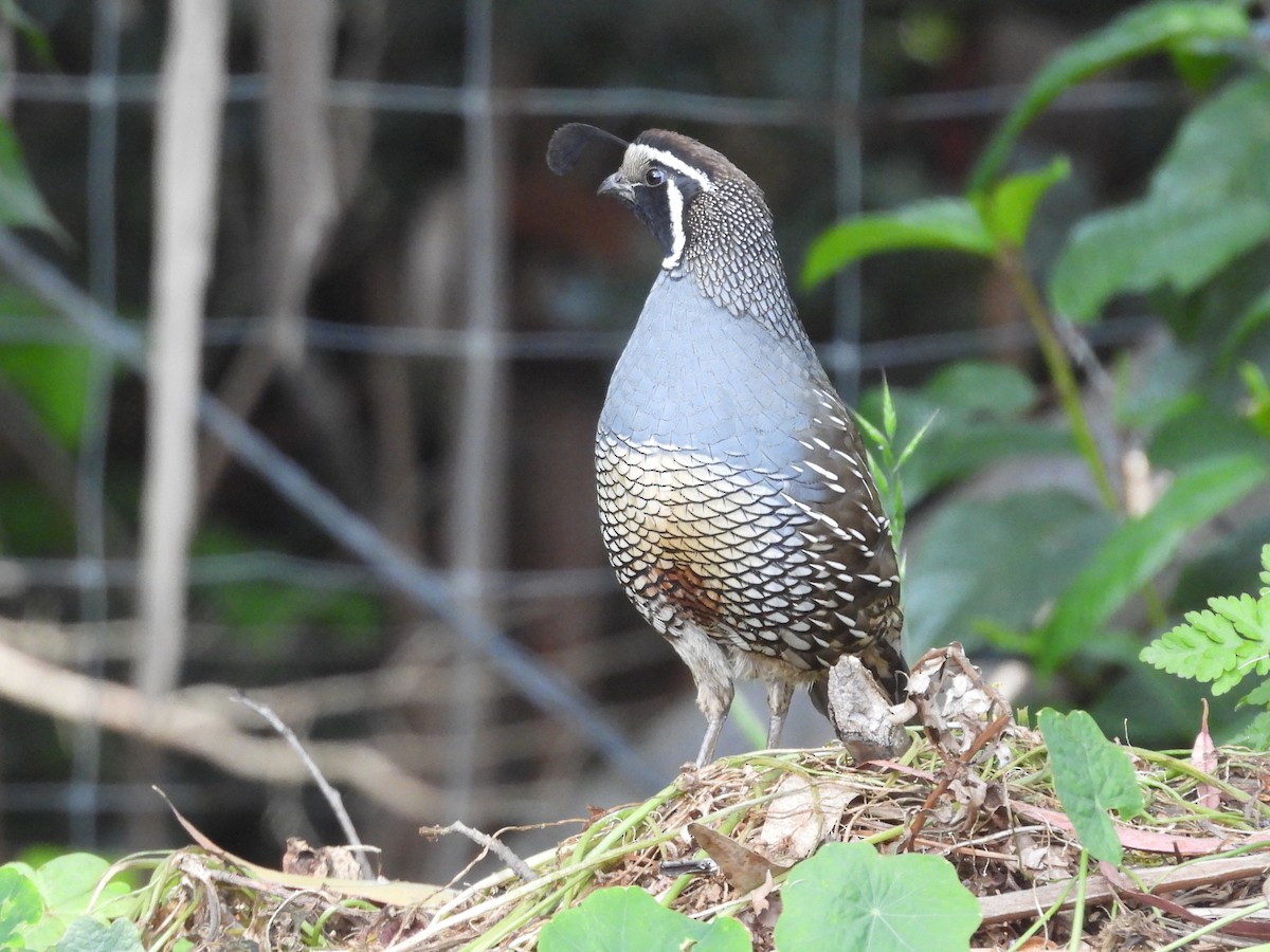 California Quail - ML637685392