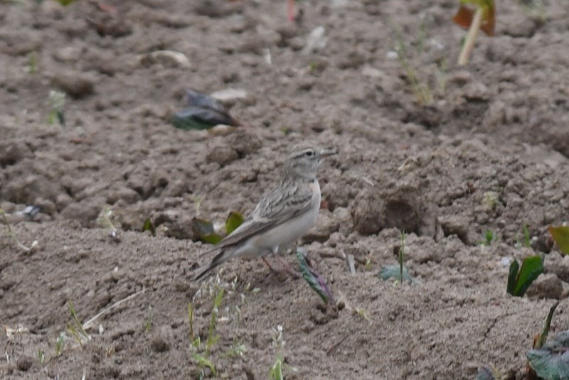 Mongolian Short-toed Lark - ML637685503