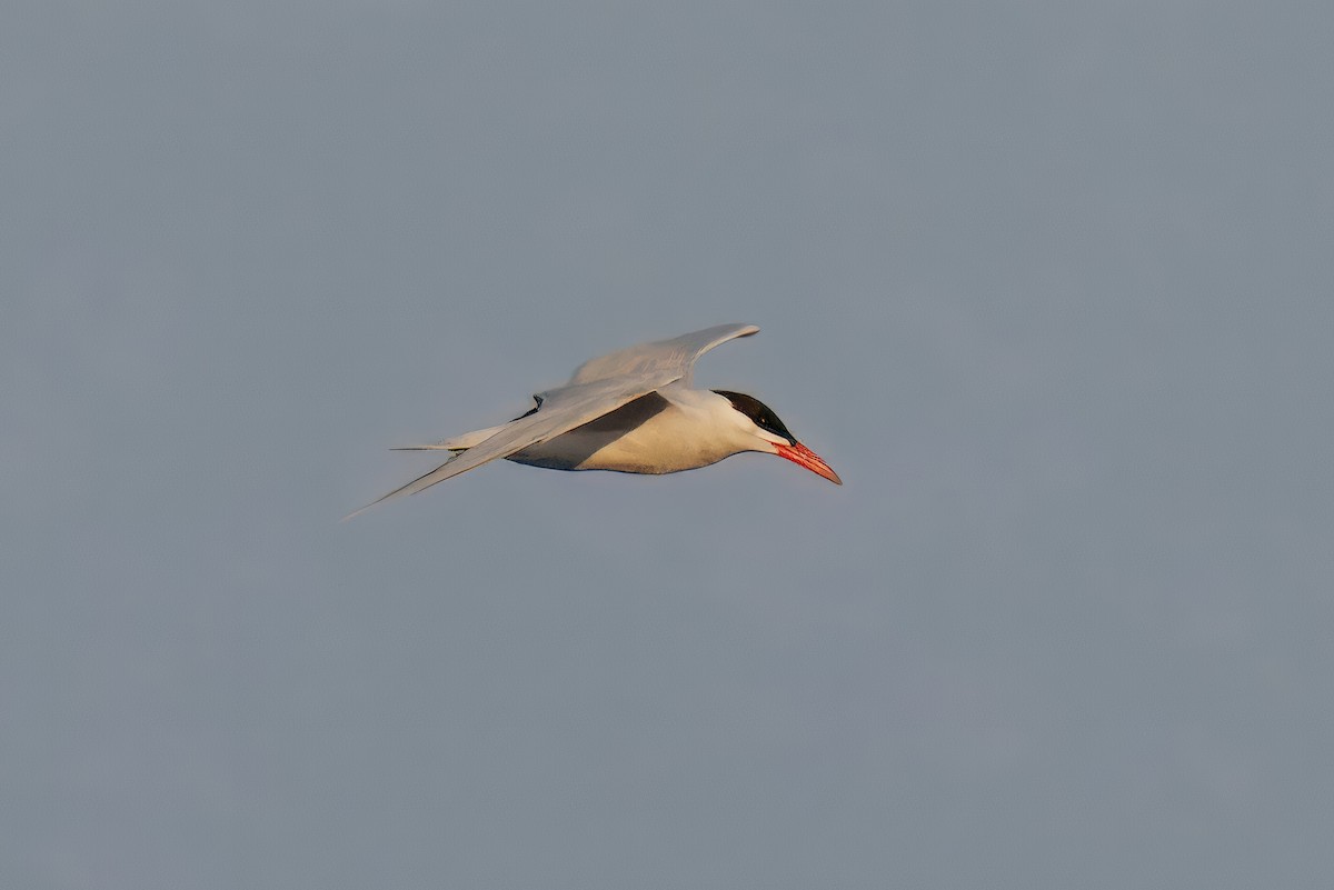 Caspian Tern - ML637685565