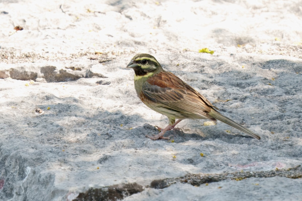 Cirl Bunting - ML637685584