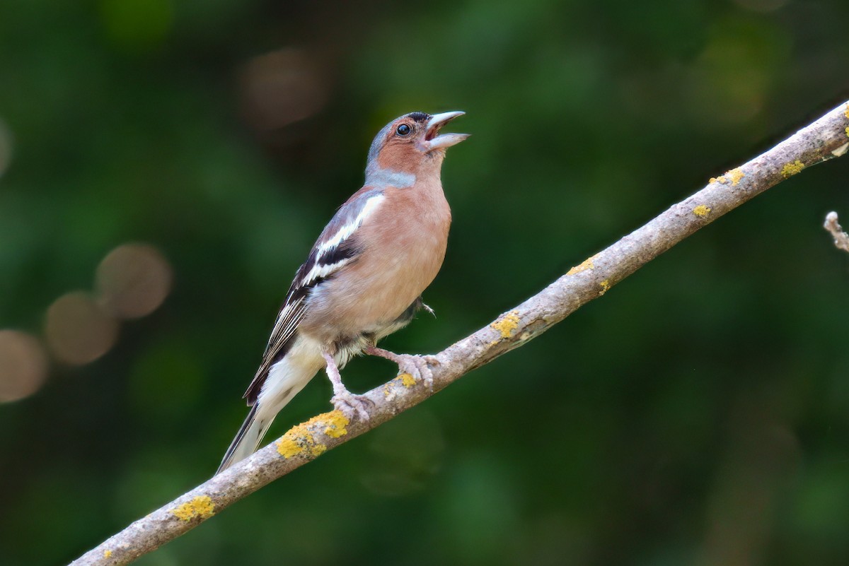 Common Chaffinch - ML637685618