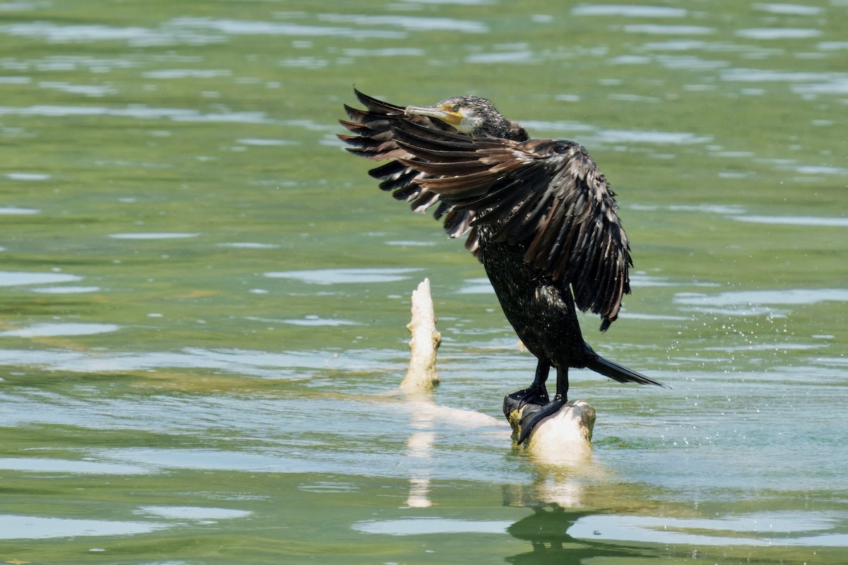 Great Cormorant - ML637685623