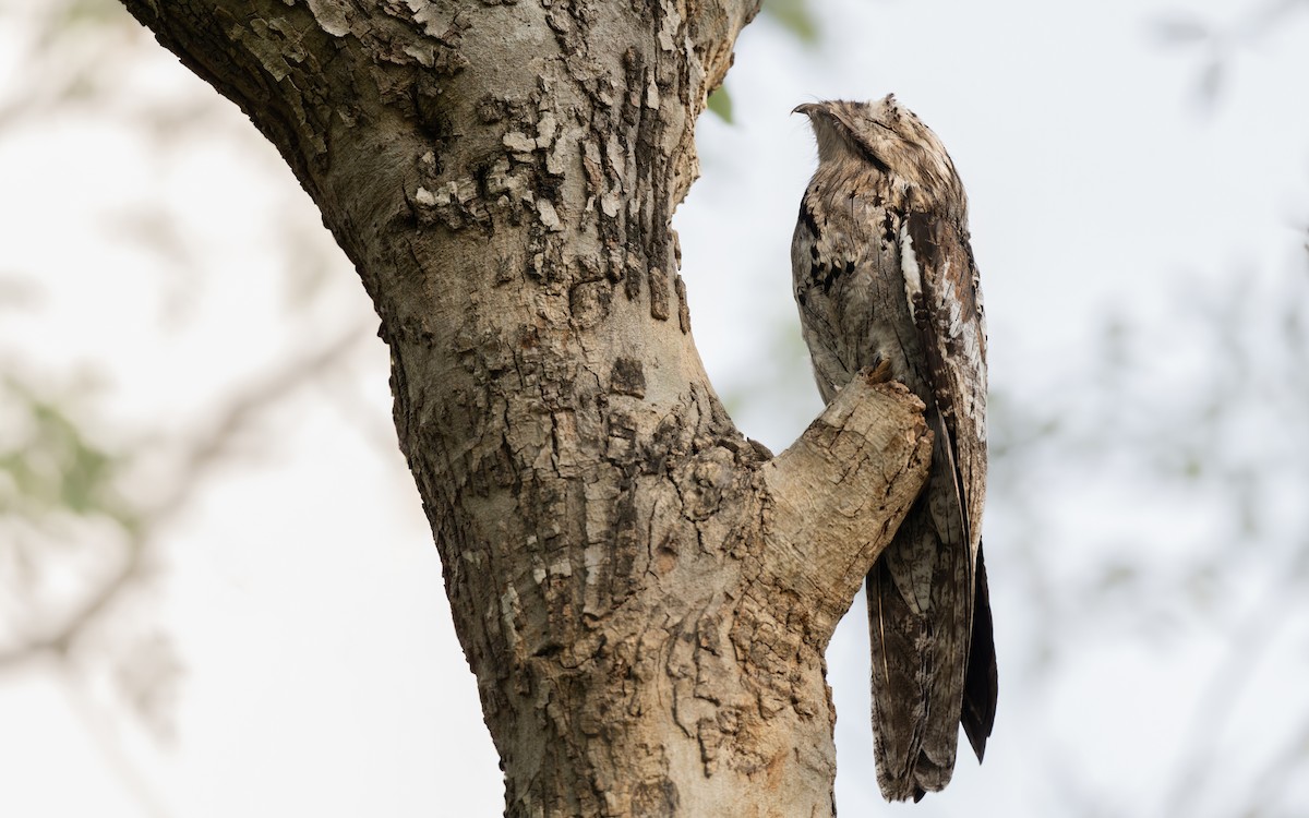 Northern Potoo - ML637685665