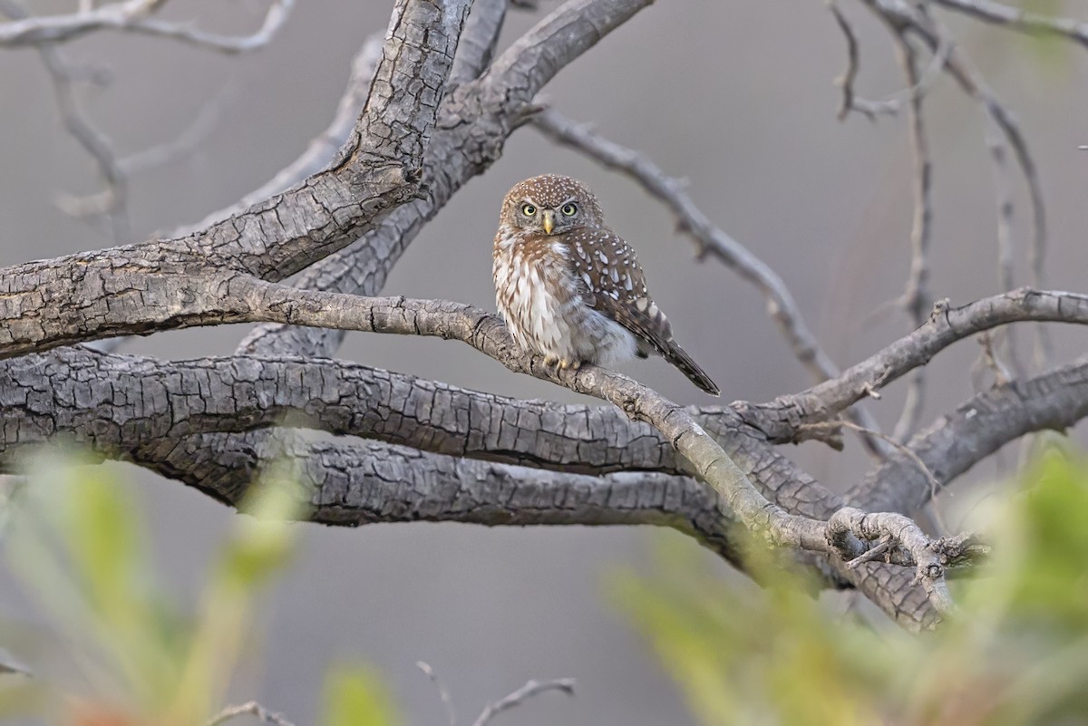 Pearl-spotted Owlet - ML637685679