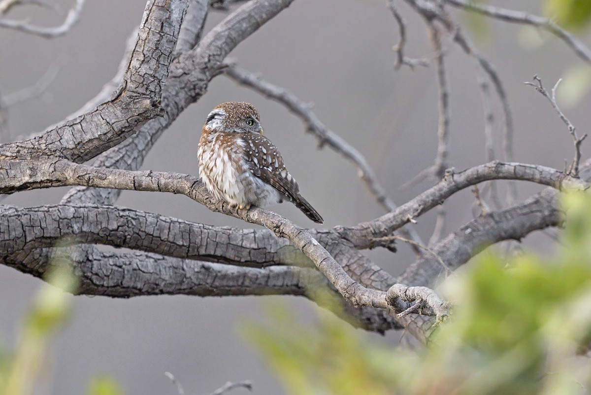 Pearl-spotted Owlet - ML637685680
