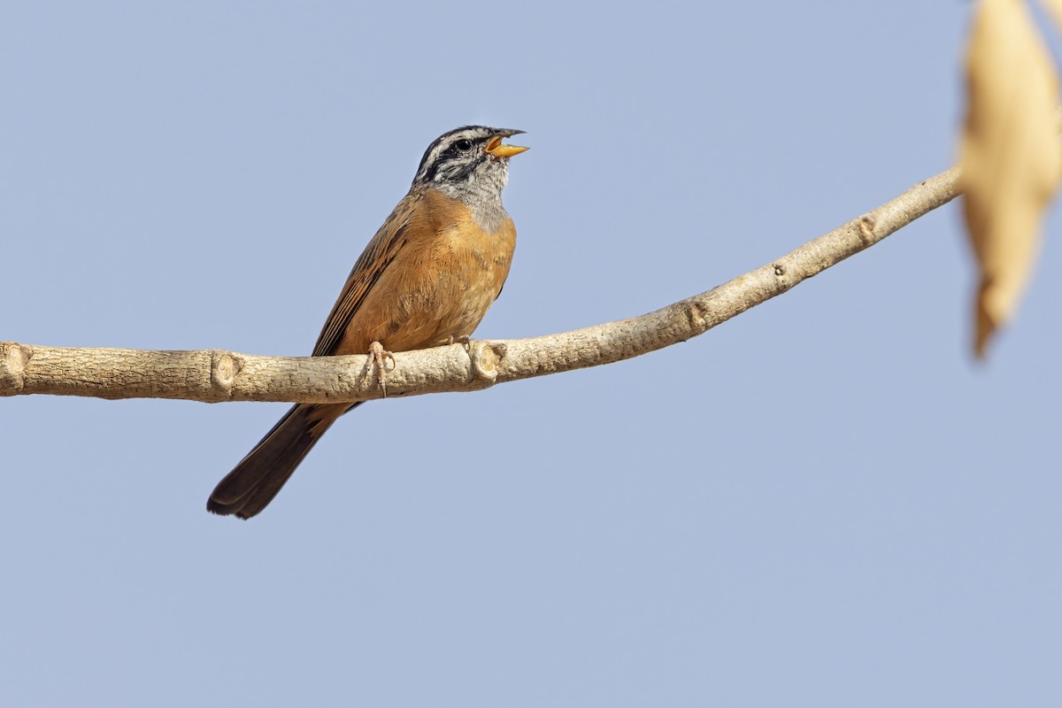 Gosling's Bunting - ML637685682