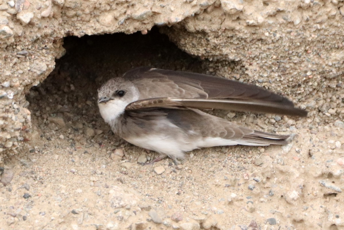 Pale Martin - ML637685691