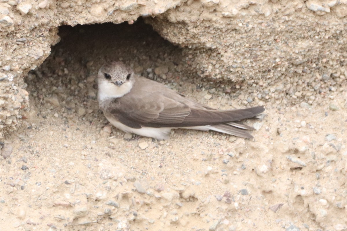 Pale Martin - ML637685693