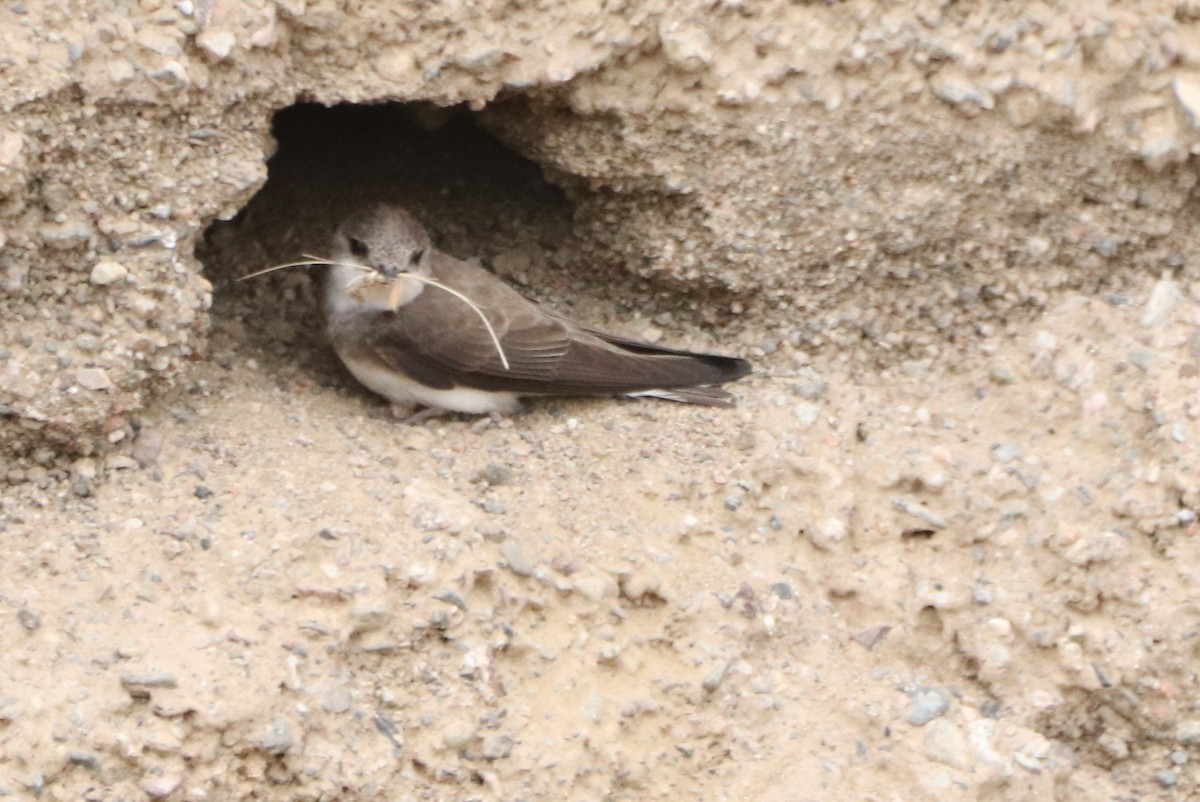 Pale Martin - ML637685696