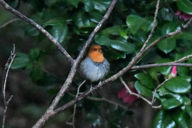 Japanese Robin - ML637685707
