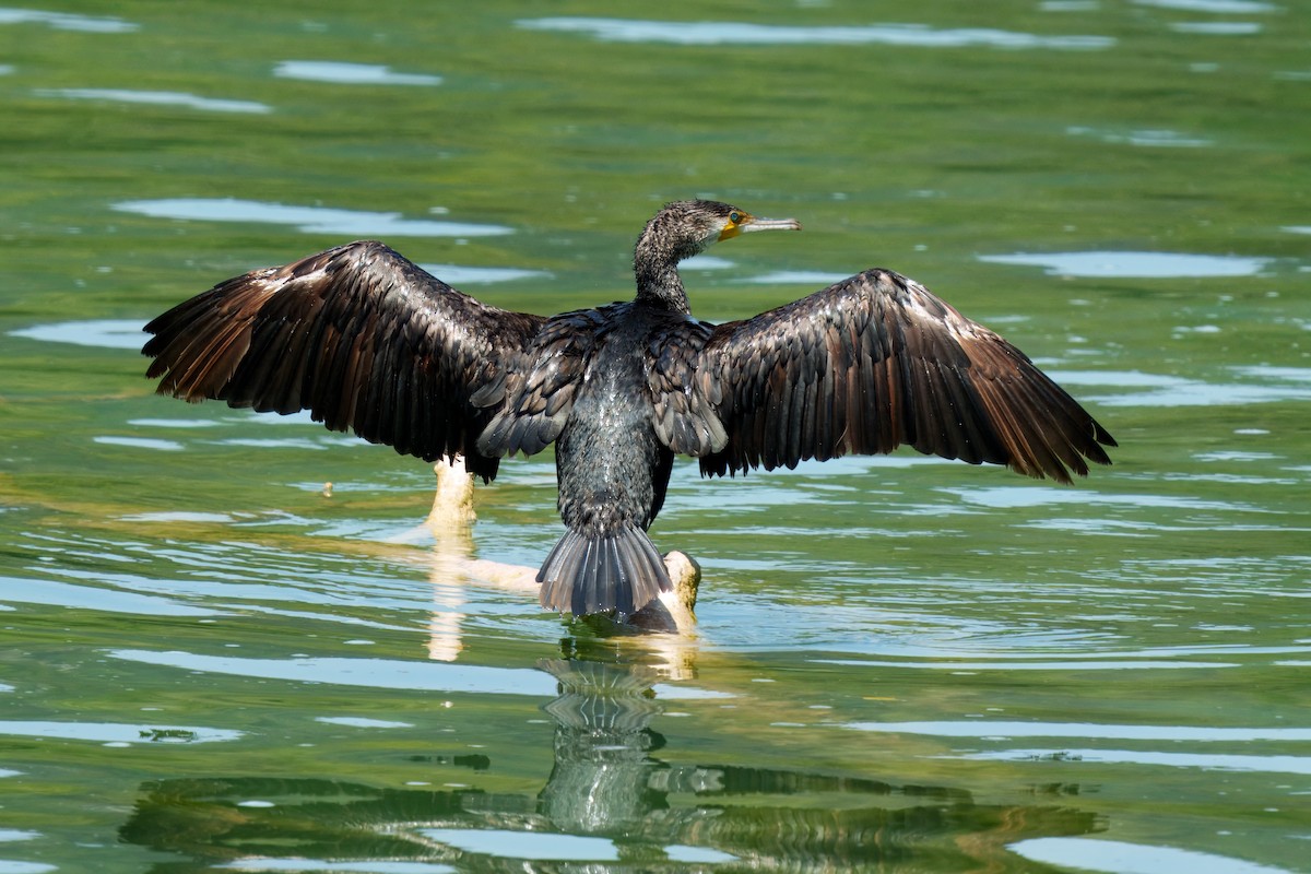 Great Cormorant - ML637685708